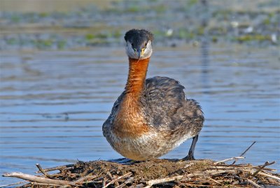 Red-necked Grebe 20