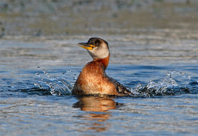 Red-necked Grebe 21