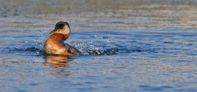 Red-necked Grebe 22