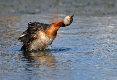 Red-necked Grebe 23