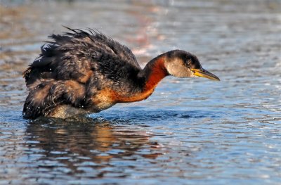Red-necked Grebe 24