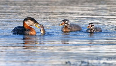 Red-necked Grebes 26