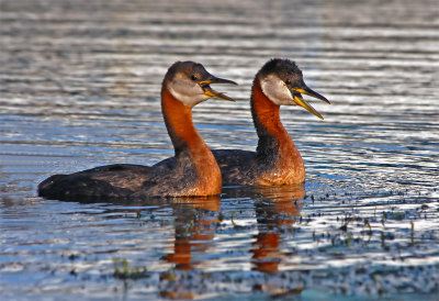 Red-necked Grebes 27