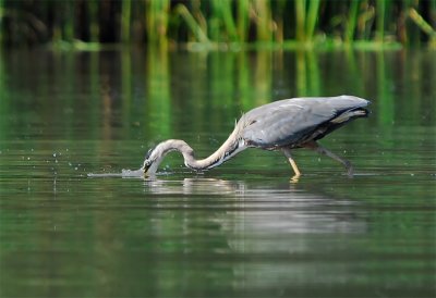 Heron at Rattray 13