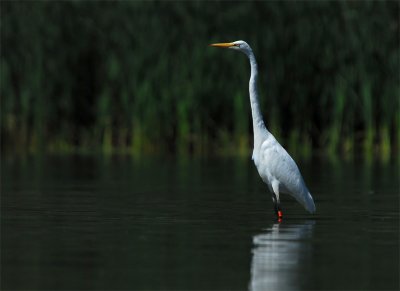 Great Egret at Rattary Marsh 8