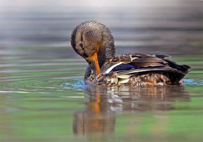 Juvenile Male Mallard 12