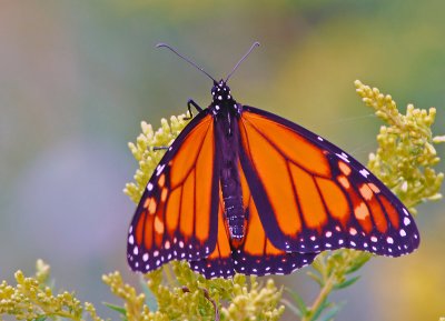 Monarch Butterfly 31