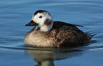 Female Long-tailed Duck 2