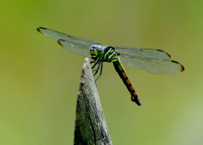 Dragonfly 3