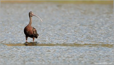 White-faced Ibis 2