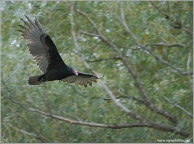 Turkey Vulture