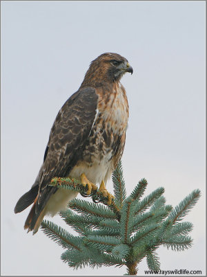 Red-tailed Hawk 88
