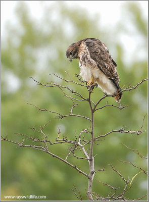 Red-tailed Hawk 89