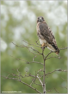 Red-tailed Hawk 90