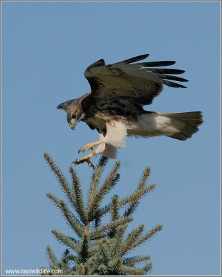 Red-tailed Hawk 93