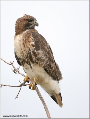 Red-tailed Hawk 103