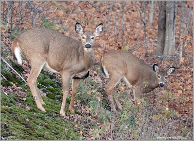 White-tailed Deer