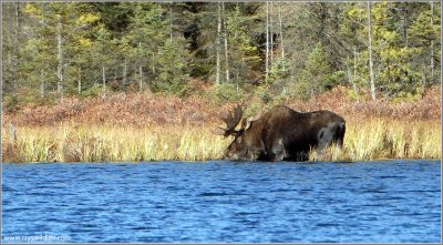 Bull Moose from about 1 km