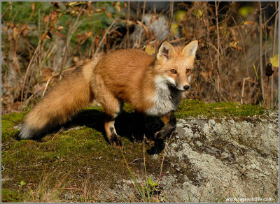 Red Fox