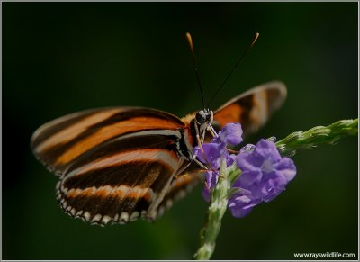 Butterfly 42