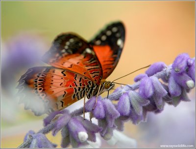 Butterfly 45