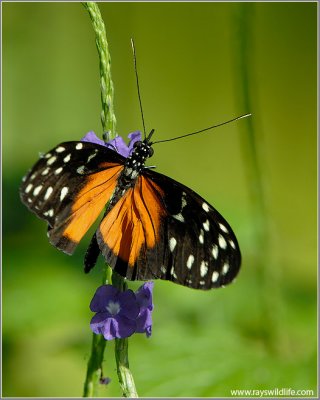 Butterfly 47