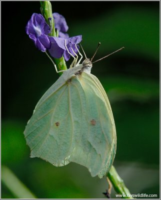 Butterfly 49
