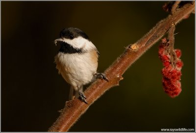 Black-capped Chickadee 10