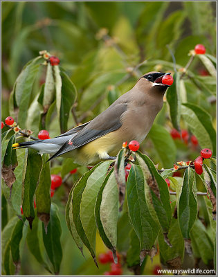 Cedar Waxwing 16