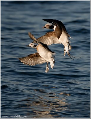 Long-tailed Ducks 17a