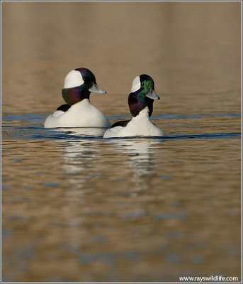 Buffleheads 17