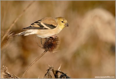 American Goldfinch 14
