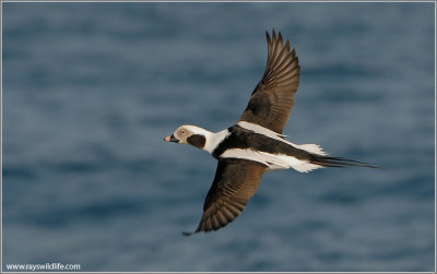 Long-tailed Duck 18