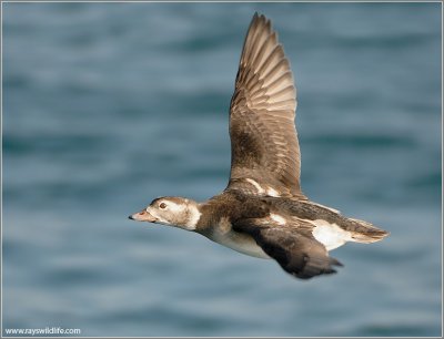 Long-tailed Duck 20