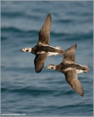 Long-tailed Ducks 21