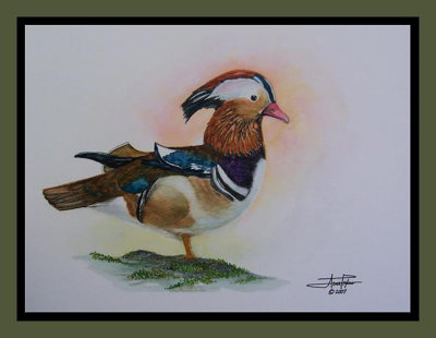 Mandarin Duck I-DAw.jpg