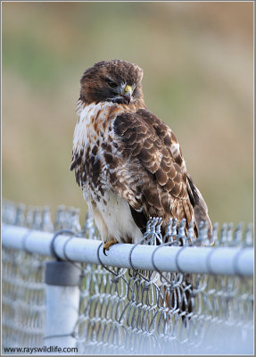 Red-tailed Hawk 112