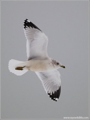 Ring-billed Gull 6