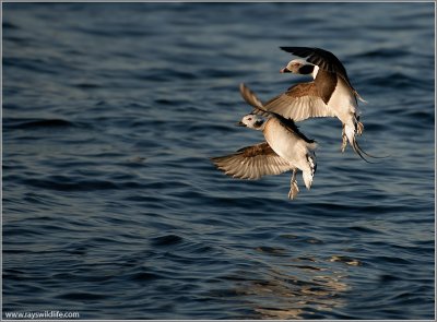 Long-tailed Ducks re-edit 17b