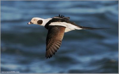 Long-tailed Duck in flight  22