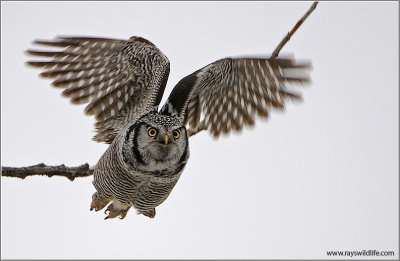 Northern Hawk Owl in Flight 2