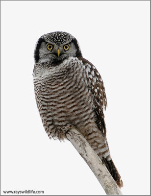 Northern Hawk Owl 3