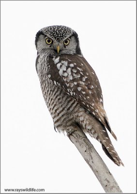 Northern Hawk Owl 4