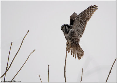 Northern Hawk Owl (2nd Edit) 6
