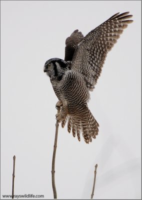 Northern Hawk Owl 7