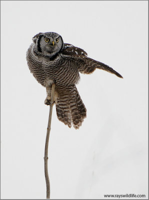 Northern Hawk Owl 8