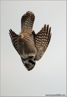 Northern Hawk Owl in Flight 10