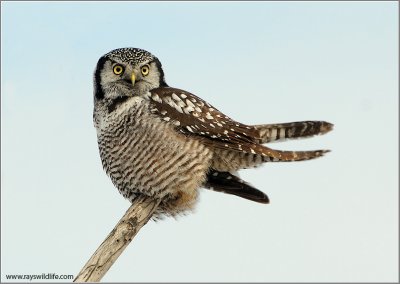 Northern Hawk Owl 11