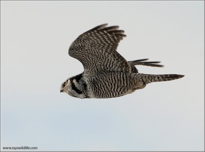 Northern Hawk Owl in Flight 12