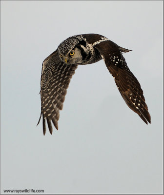 Northern Hawk Owl in Flight 13